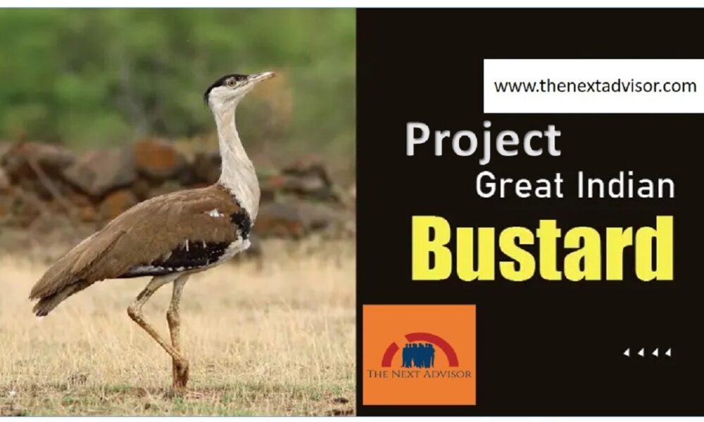 Project Great Indian Bustar - The Next Advisor